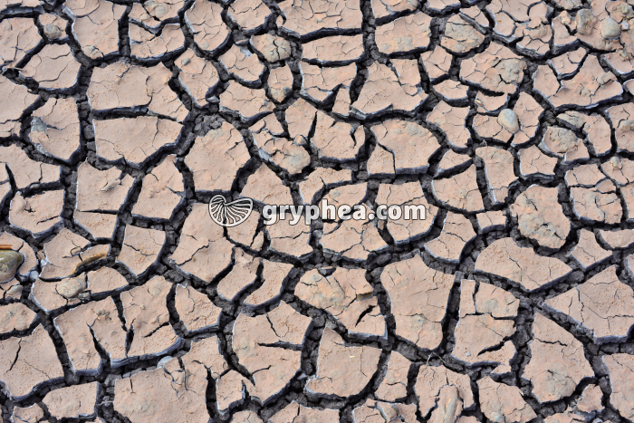 Fentes de dessication dans l'argile - gryphea.org